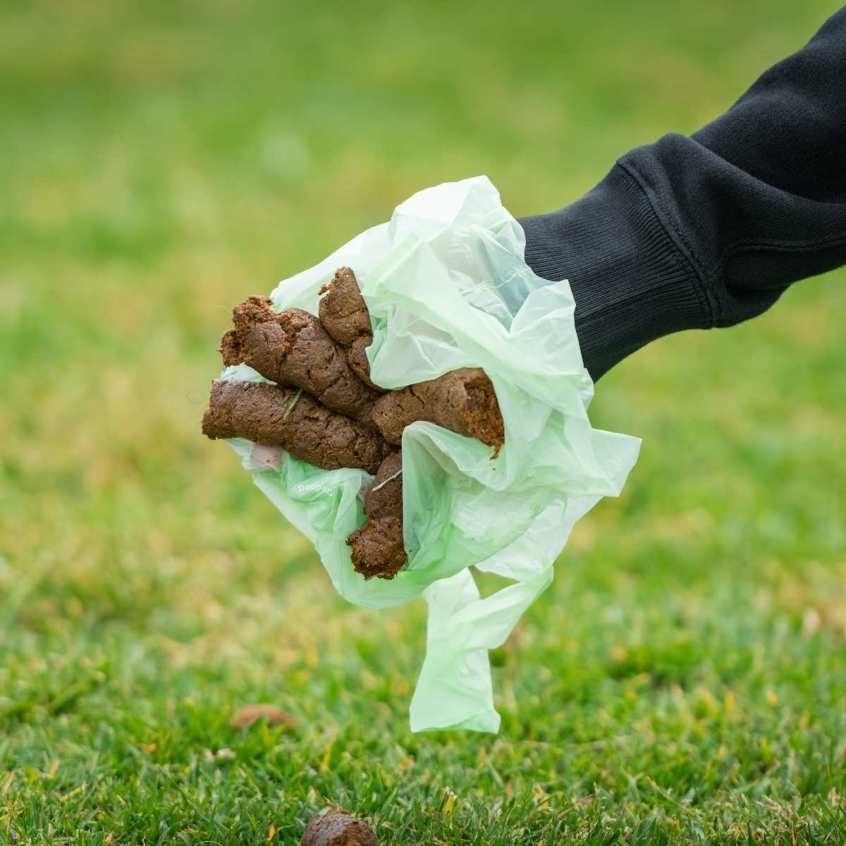 Dooper Dog Poo Removal Service Dooper Dog Waste Removal Service