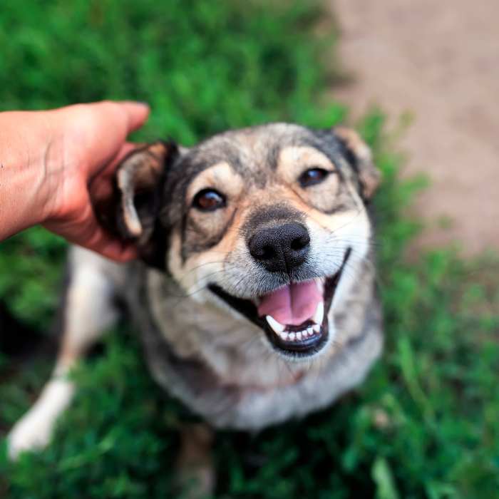 Dooper Pooper Scooper And Dog Meet And Greet Dooper Pooper Scooper Dog And Owner Meet And Greet Service